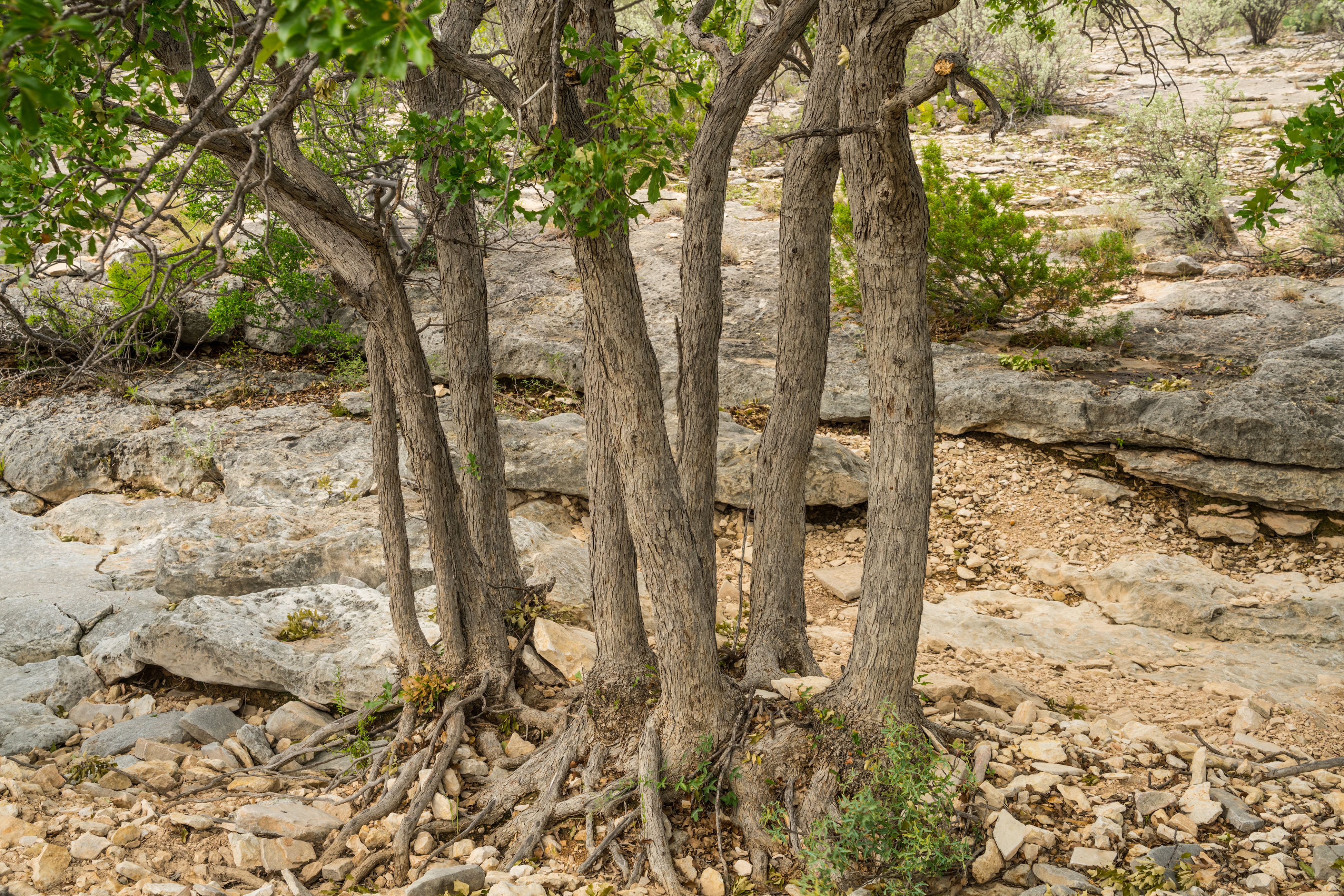 Pecos Canyon Ranch, photo 2