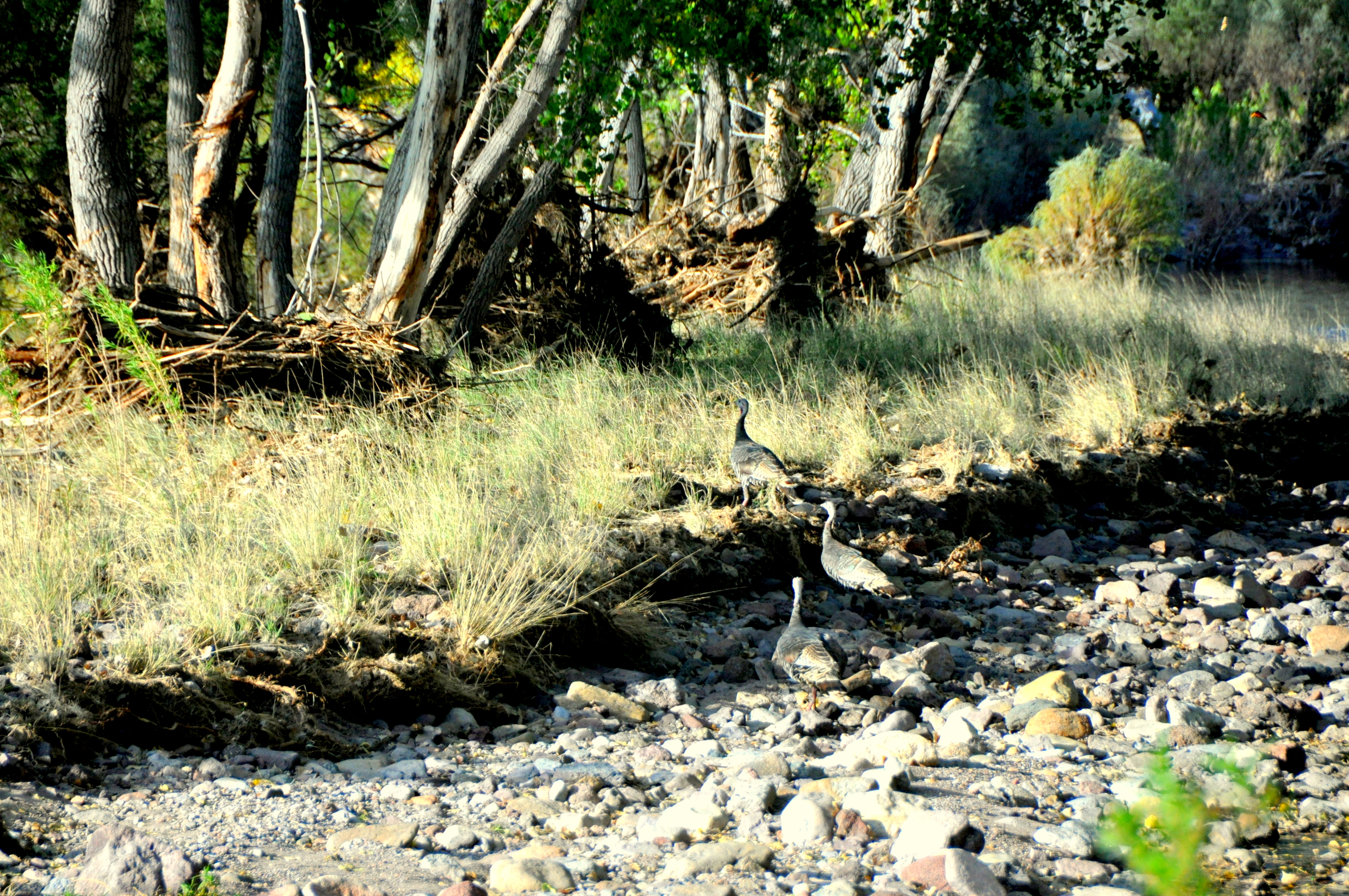 Maya’s Creek Crossing, photo 5