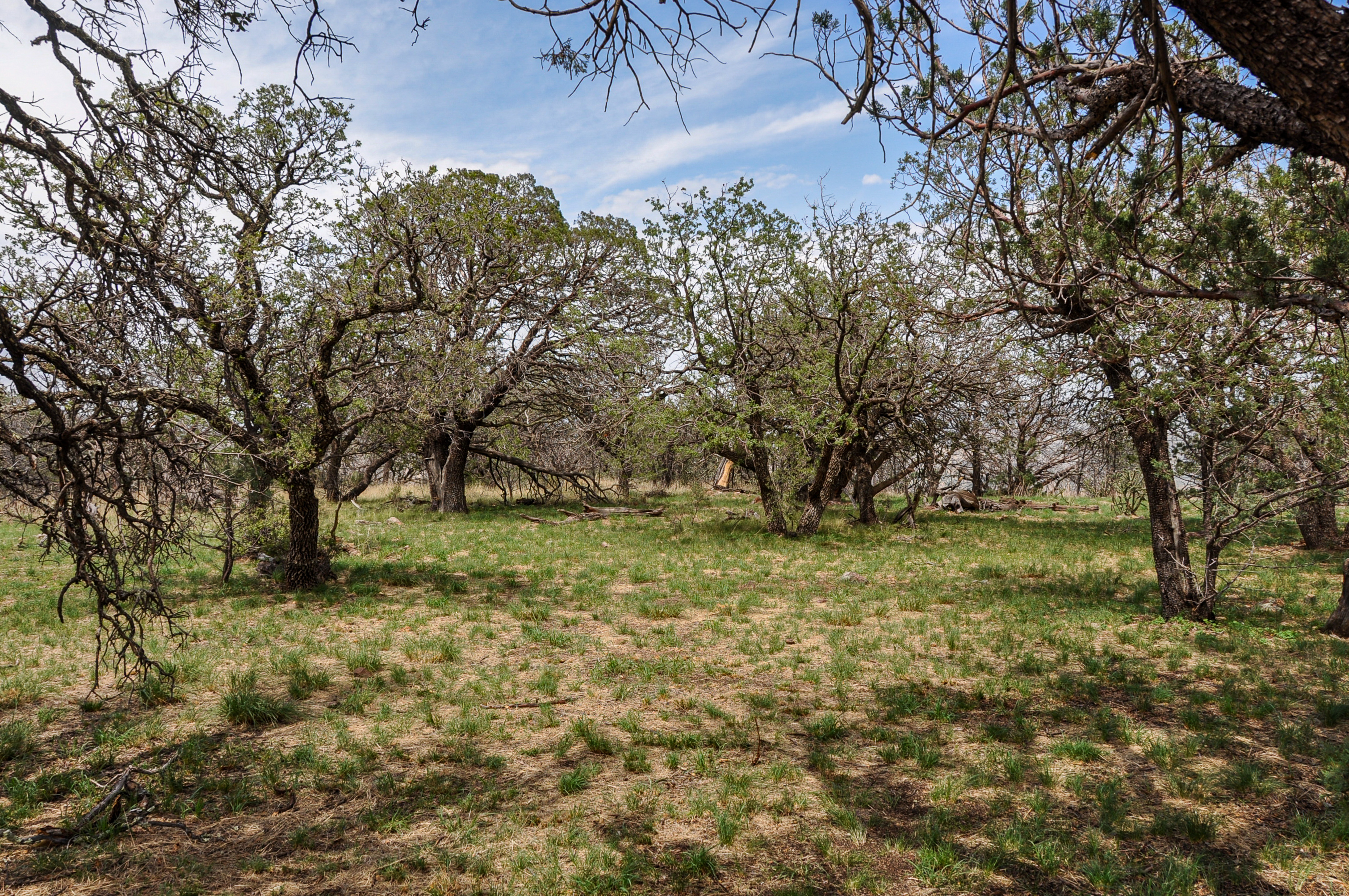 Skyline Ridge Ranch, photo 18