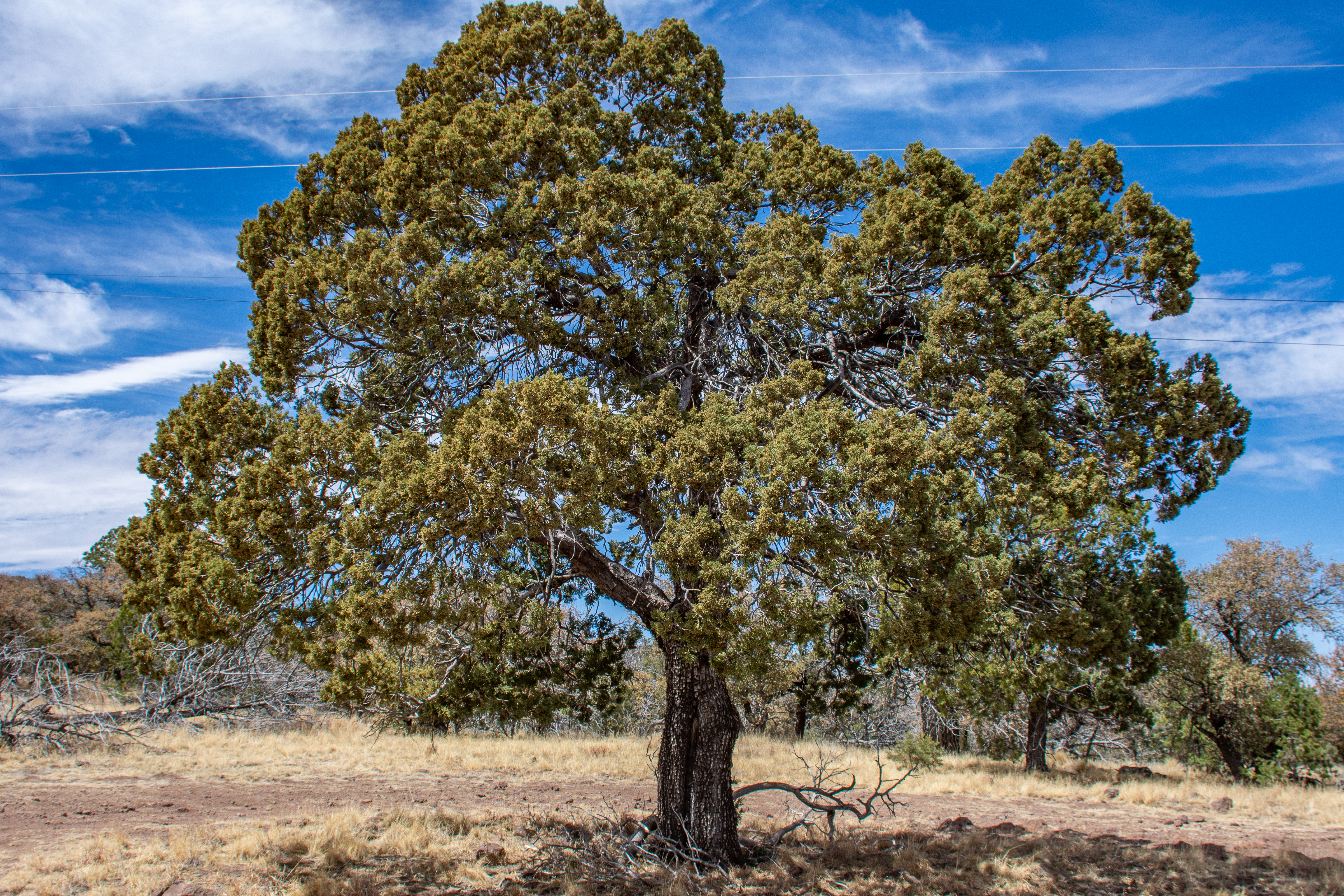 Skyline Ridge Ranch, photo 26