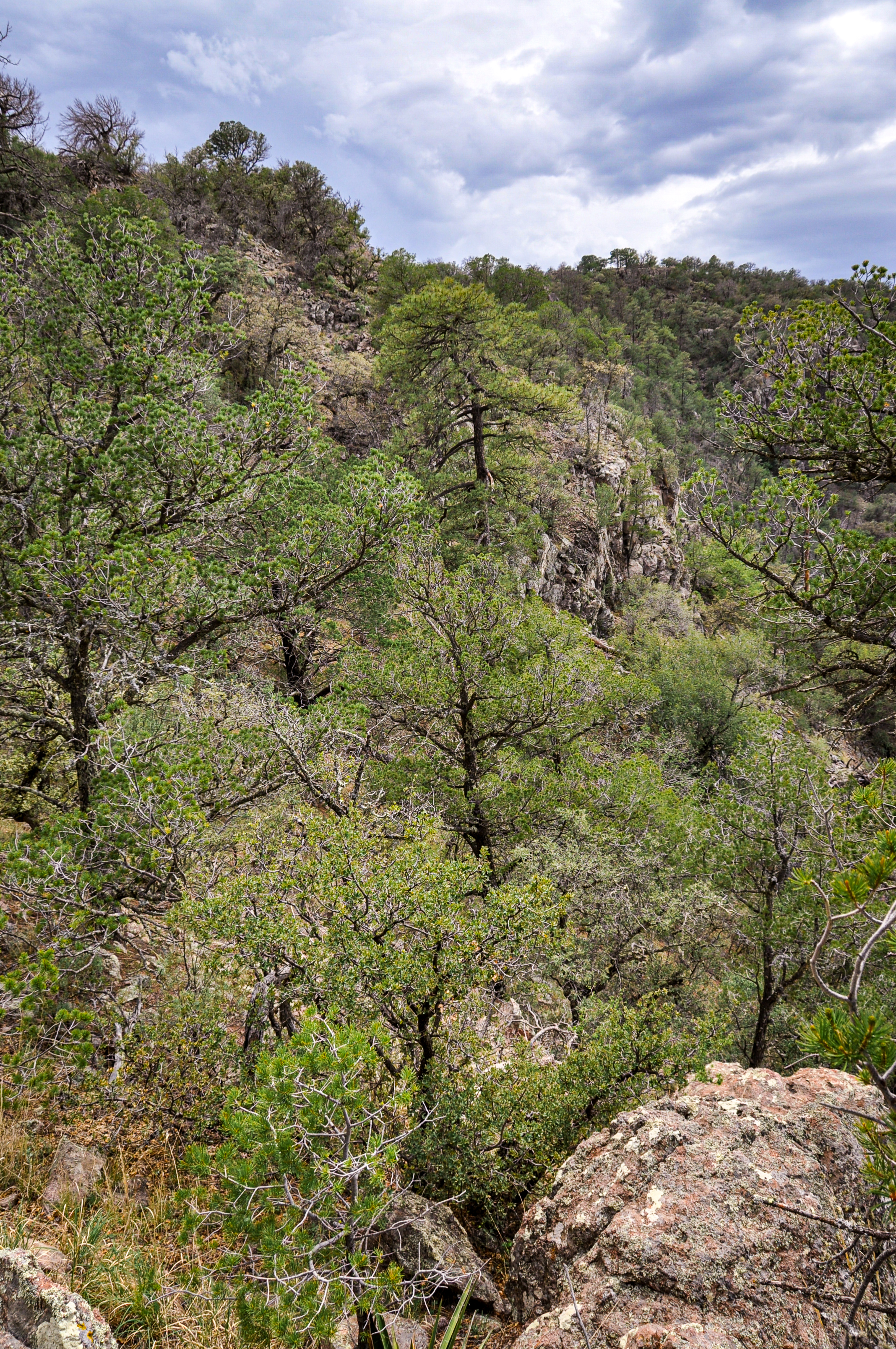 Skyline Ridge Ranch, photo 5