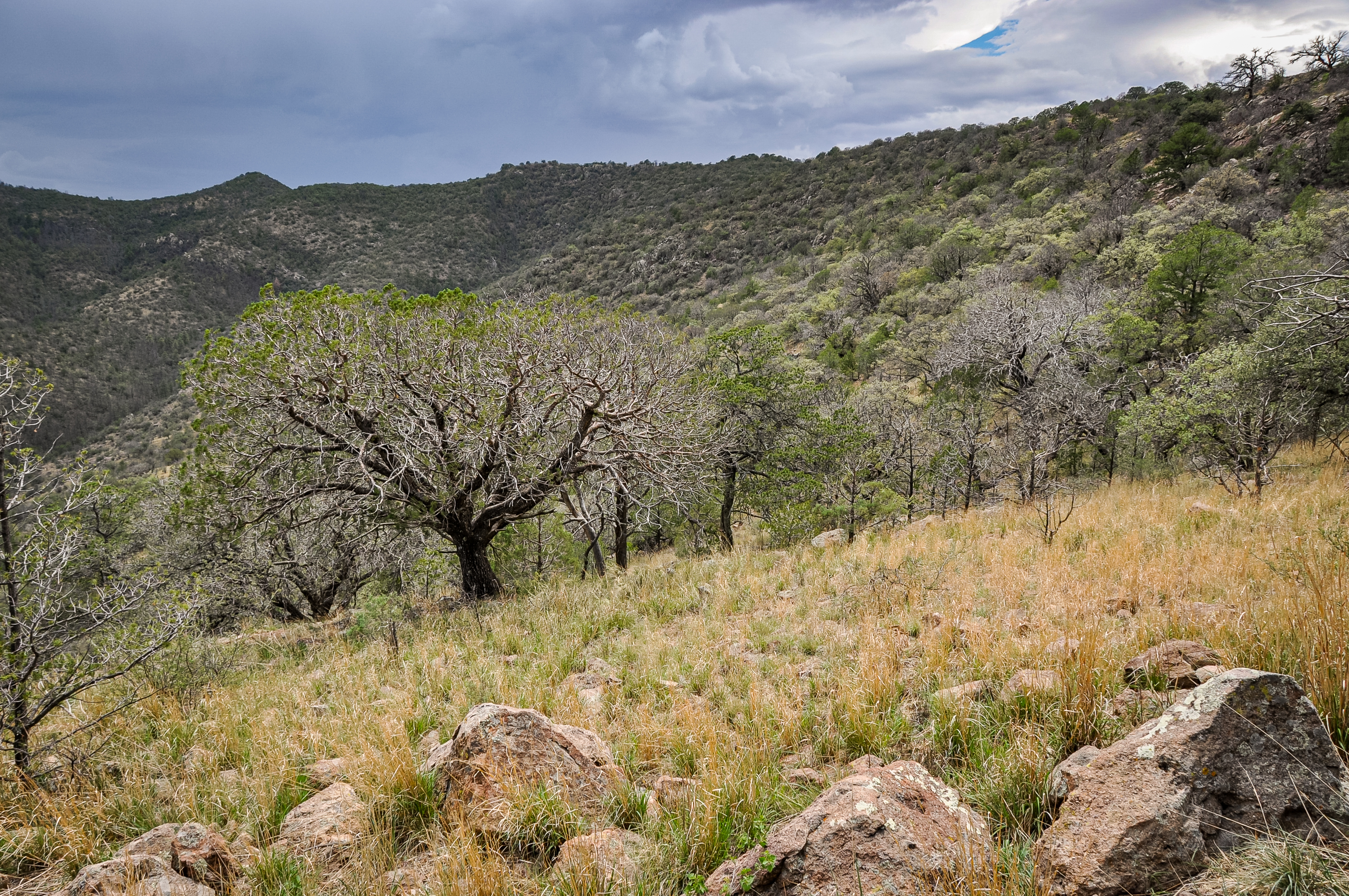 Skyline Ridge Ranch, photo 9