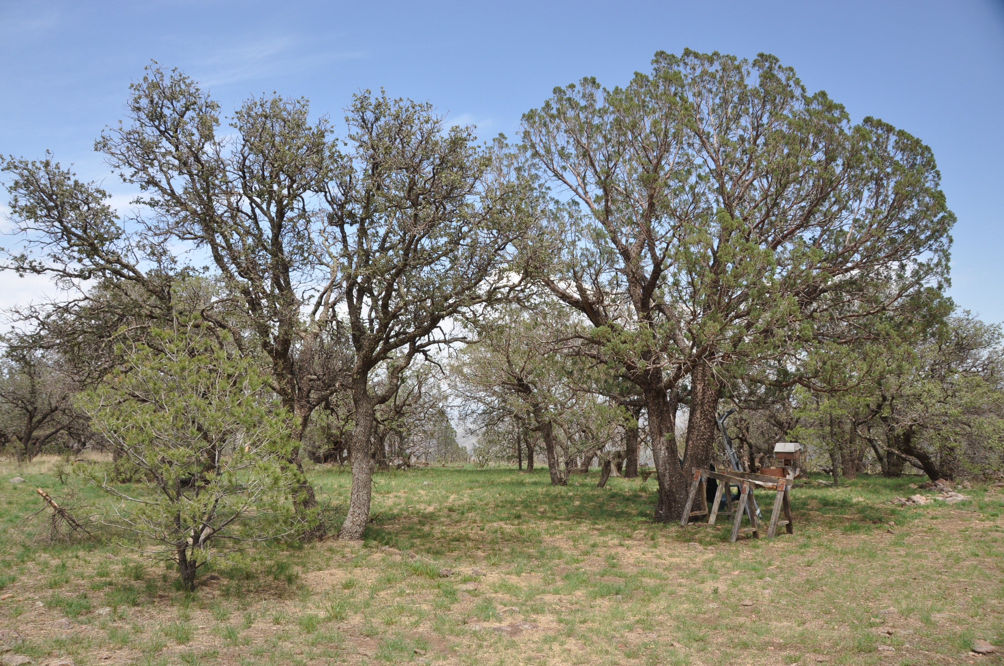 Skyline Ridge Ranch, photo 10