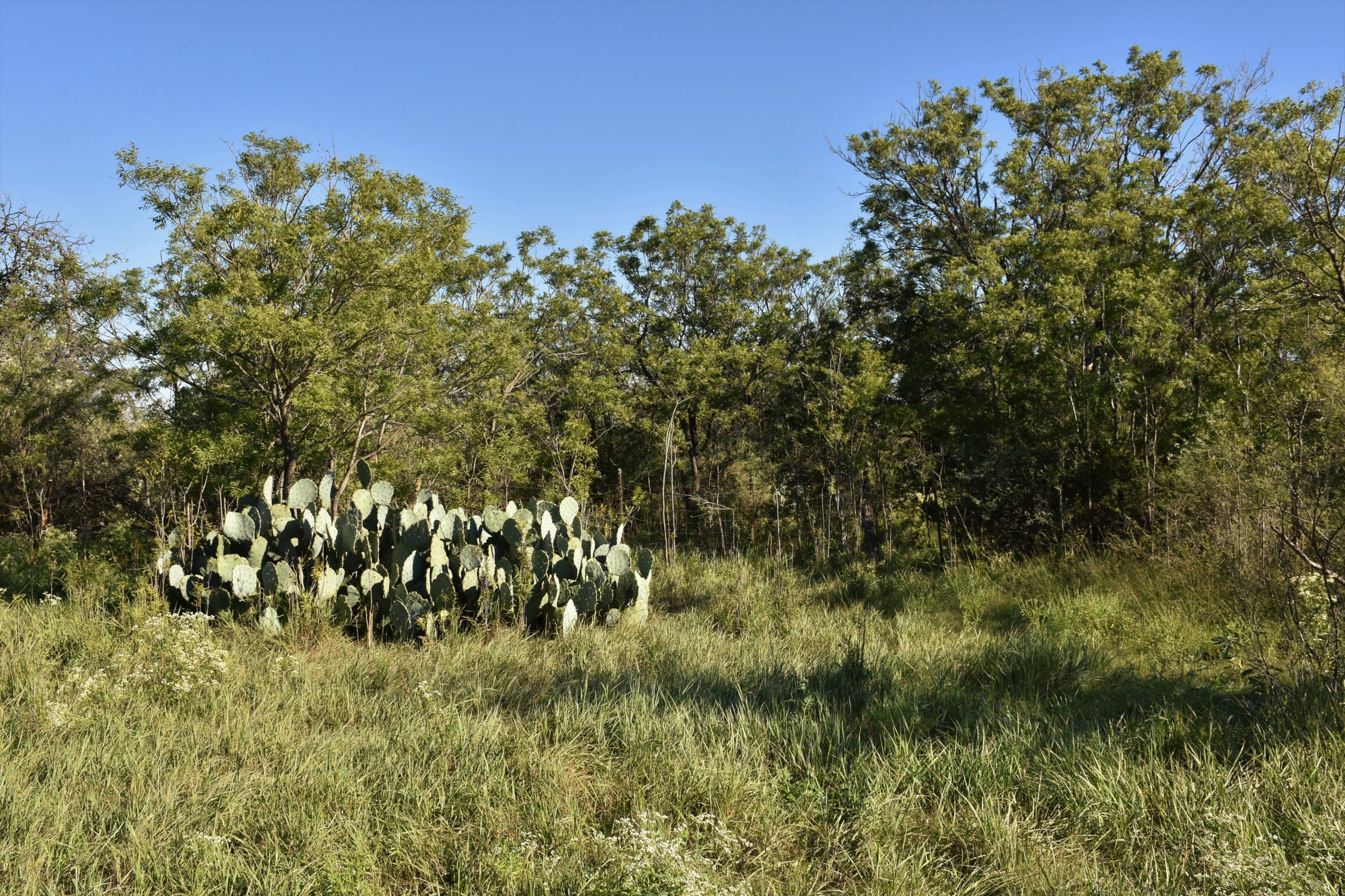 Photo of North Rock House Ranch, prickly pear cactus, grasses, and trees