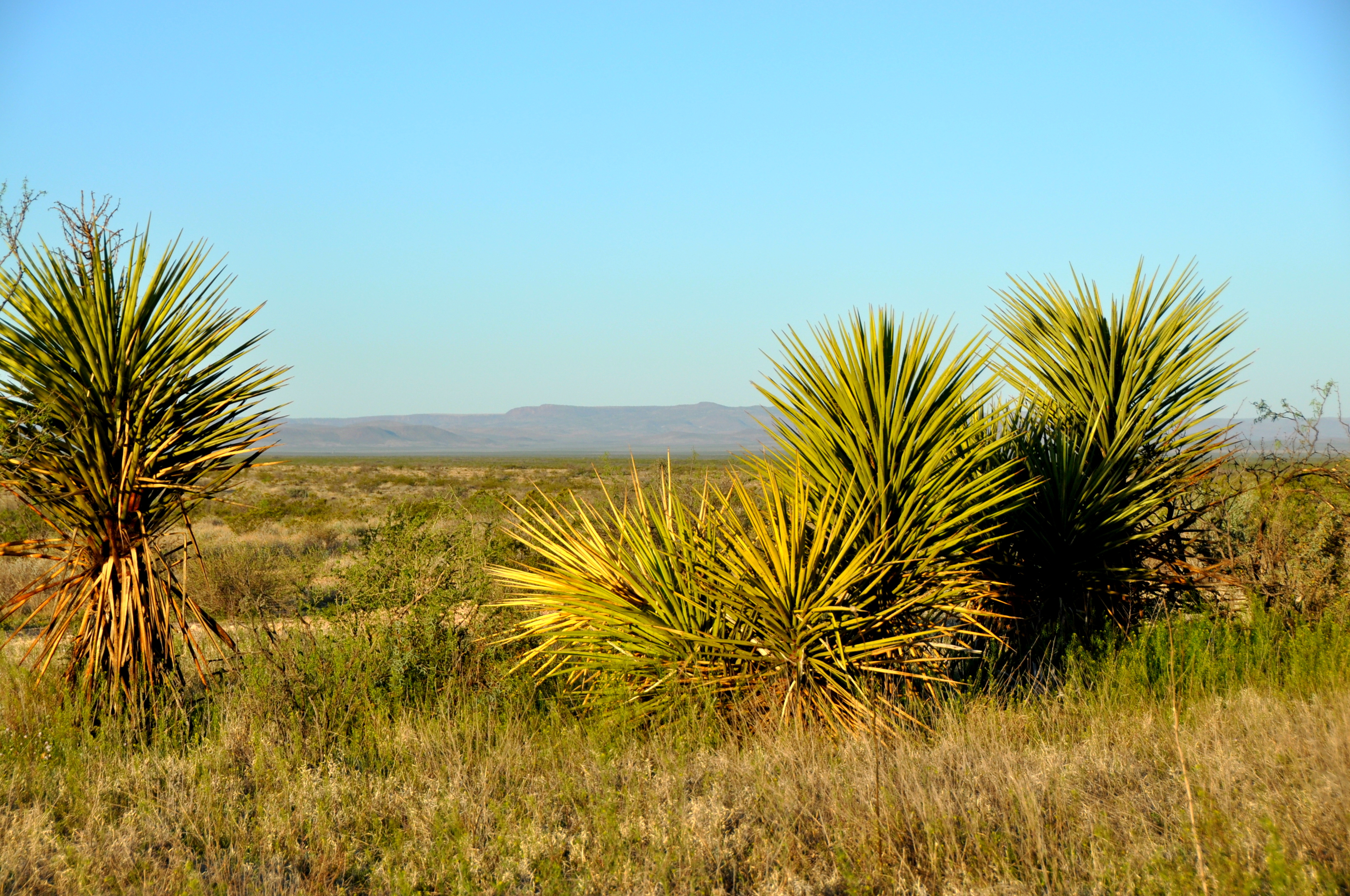 Coyanosa Draw Ranch