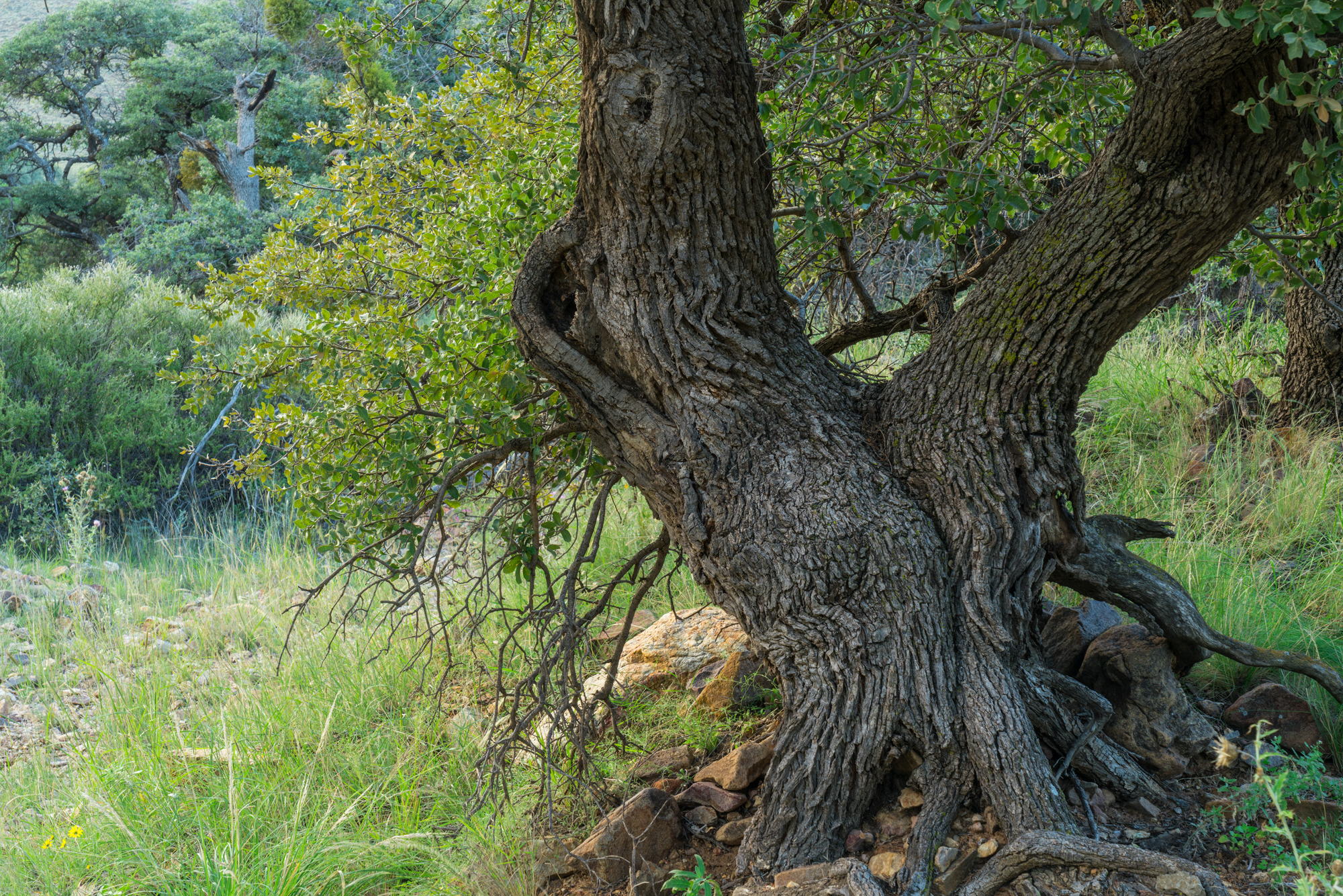 Eagle Mountain & Carrizo Mountain Ranches, photo 7