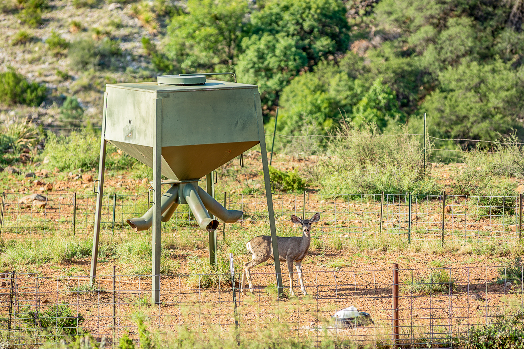 Fox Canyon Ranch, photo 19