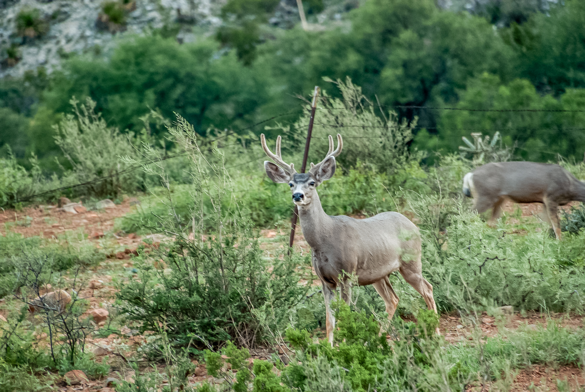 Fox Canyon Ranch, photo 20