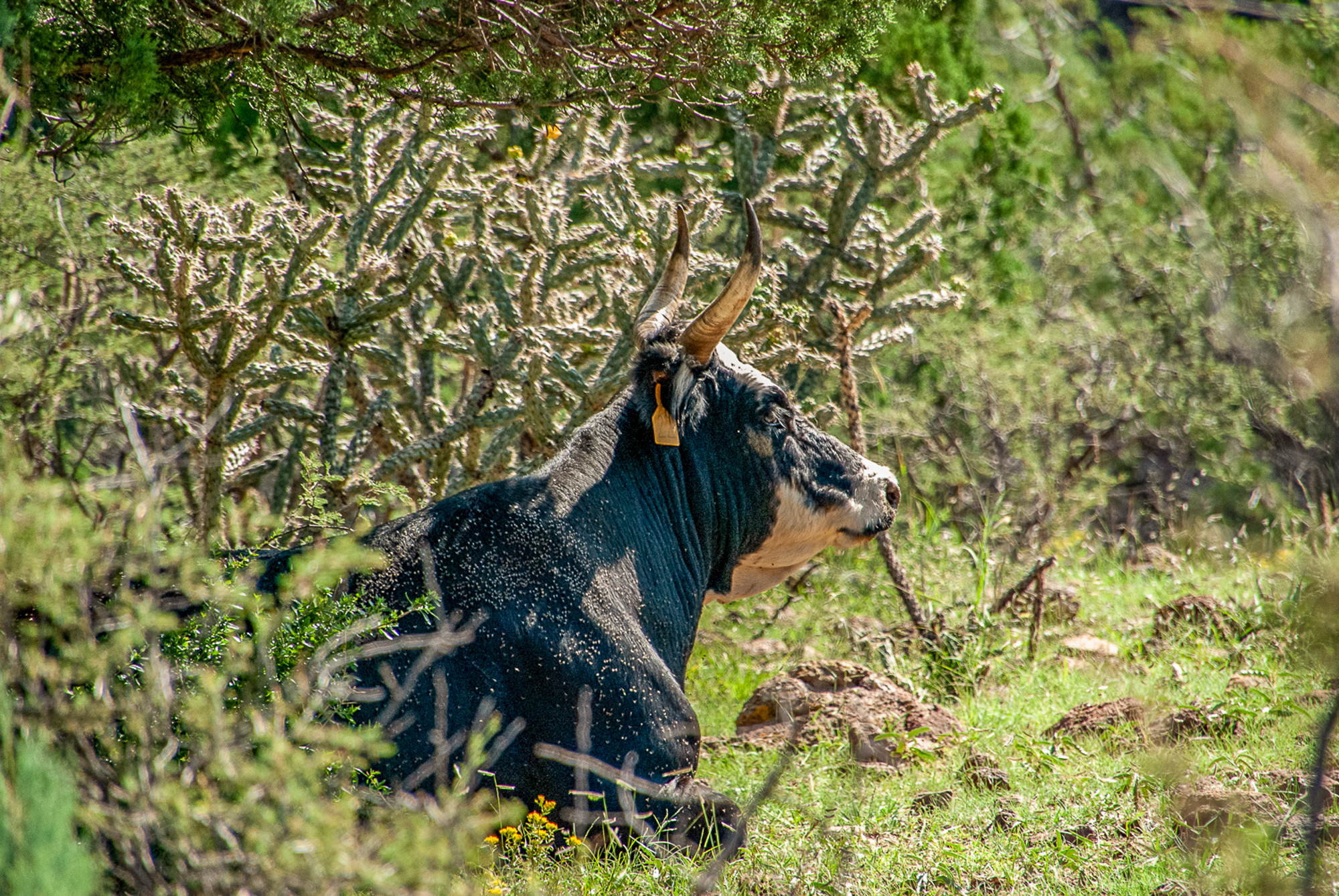 Fox Canyon Ranch, photo 29