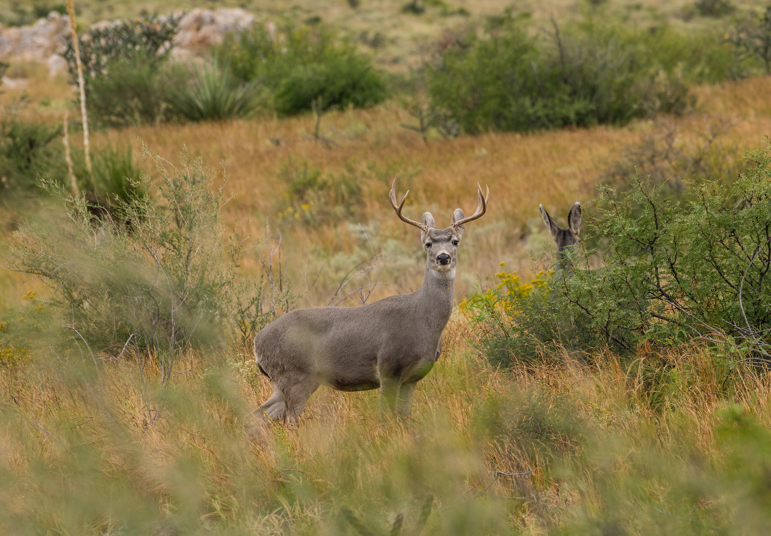 Brewster Ranch, photo 9
