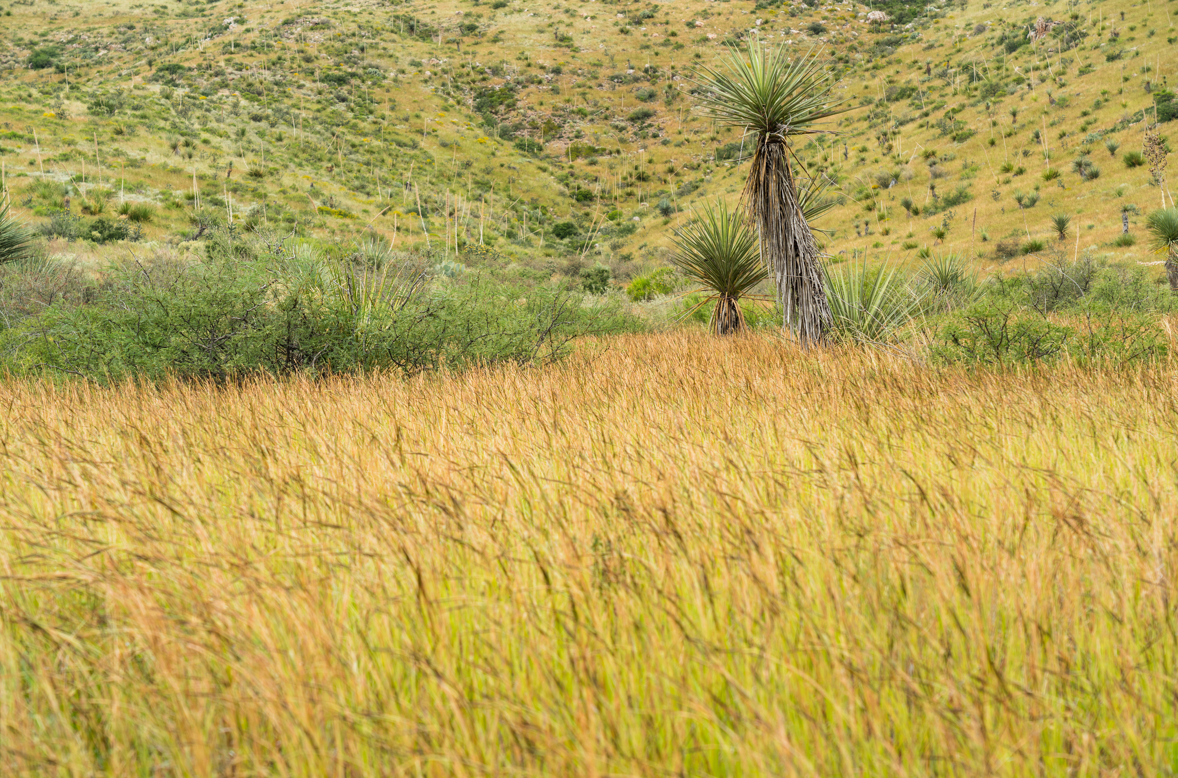 Brewster Ranch, photo 18