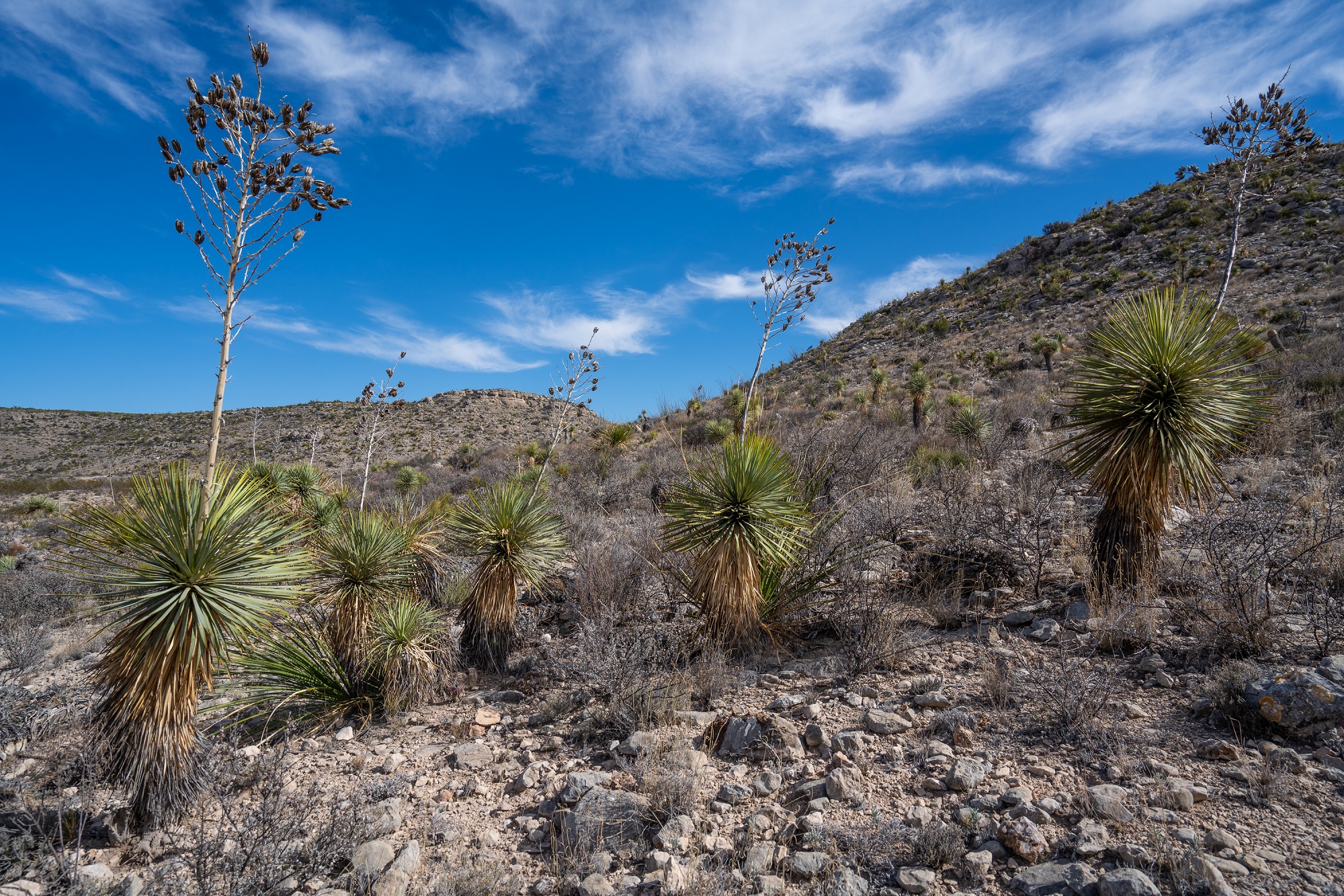 Desert Mountain Ranch, photo 23