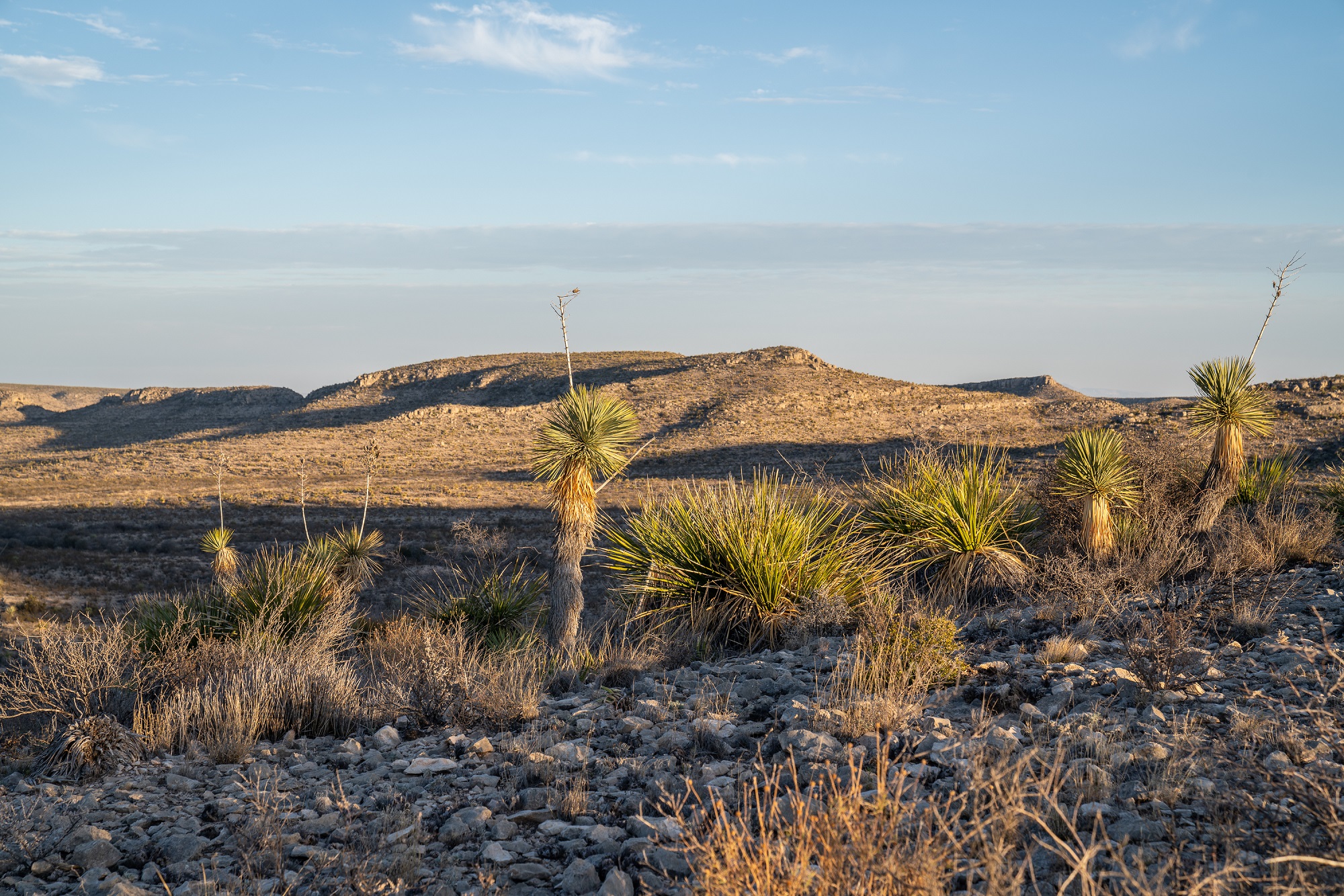 Desert Mountain Ranch, photo 25