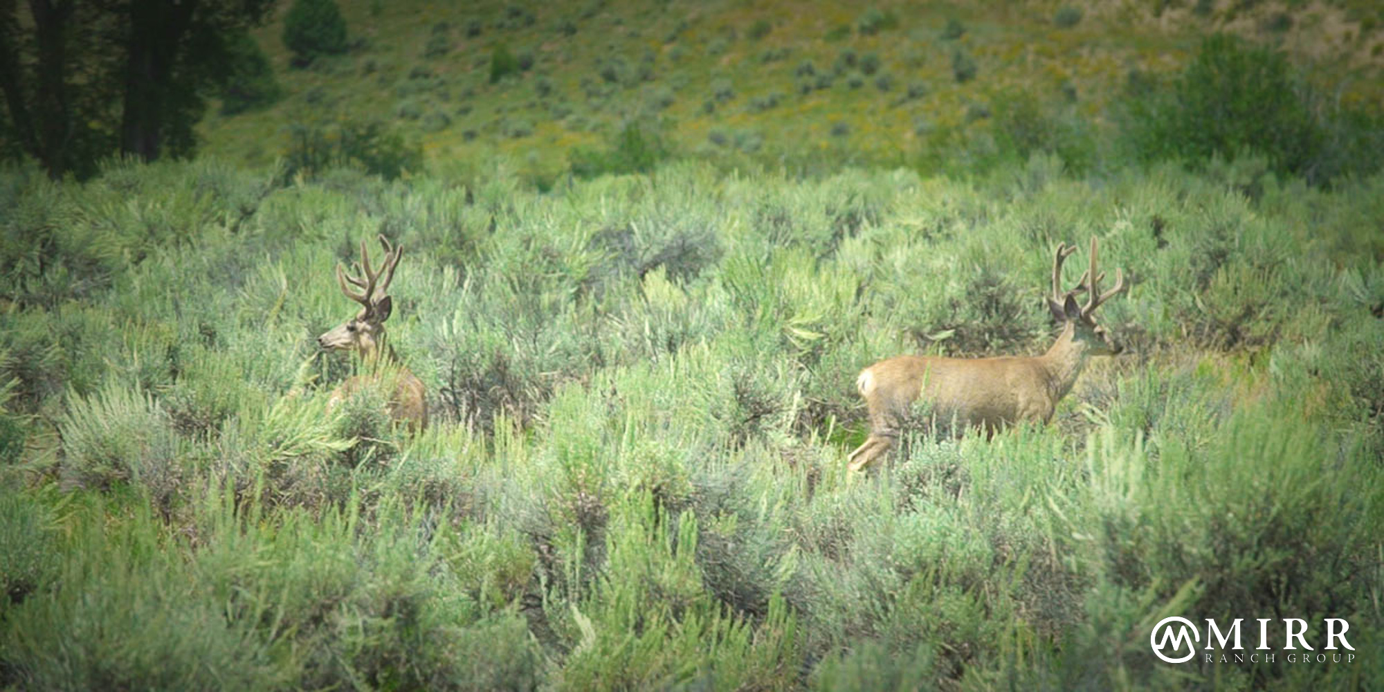 Elk Creek Ranch, photo 17