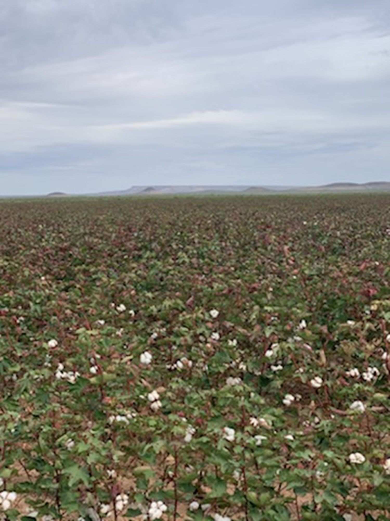 Koehn Ranch and Farm, photo 10