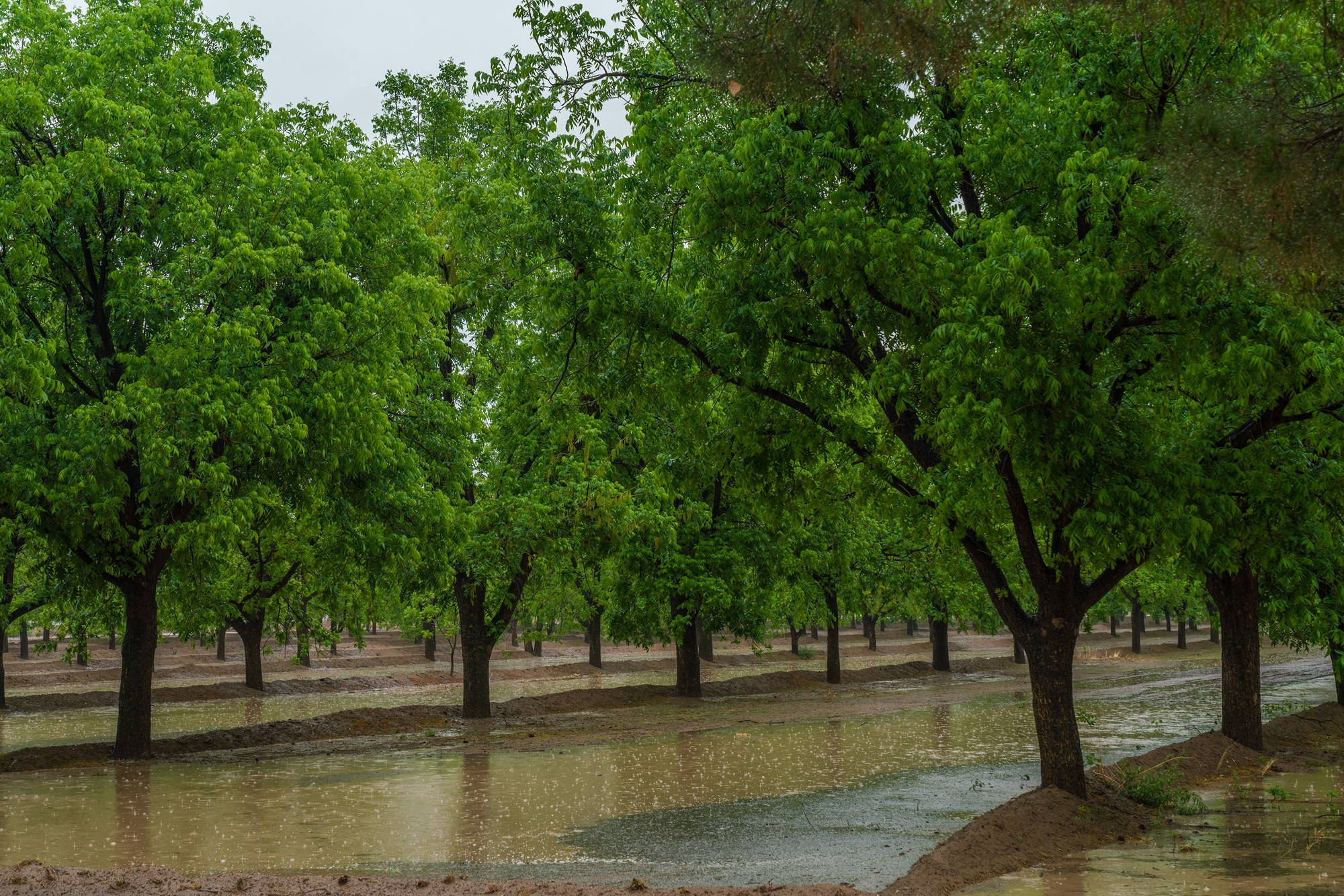 Koehn Ranch and Farm, photo 11
