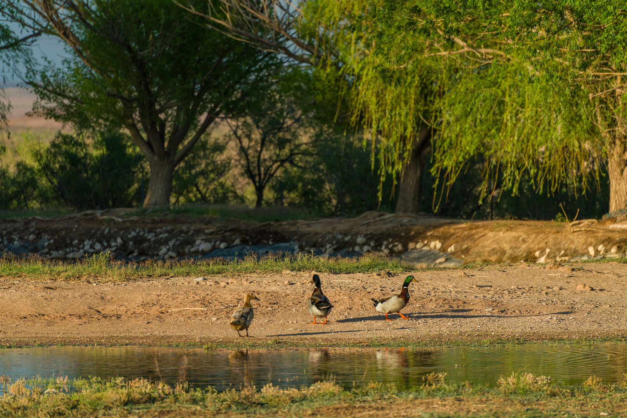 Koehn Ranch and Farm, photo 32