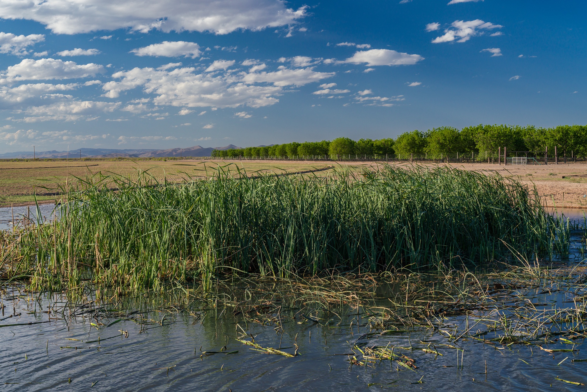 Koehn Ranch and Farm, photo 33