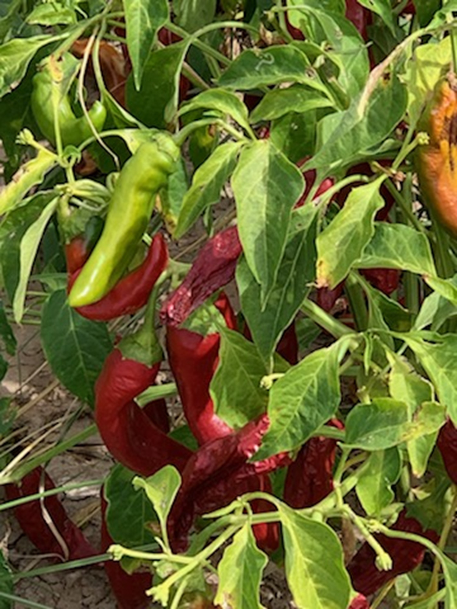 Koehn Ranch and Farm, photo 34