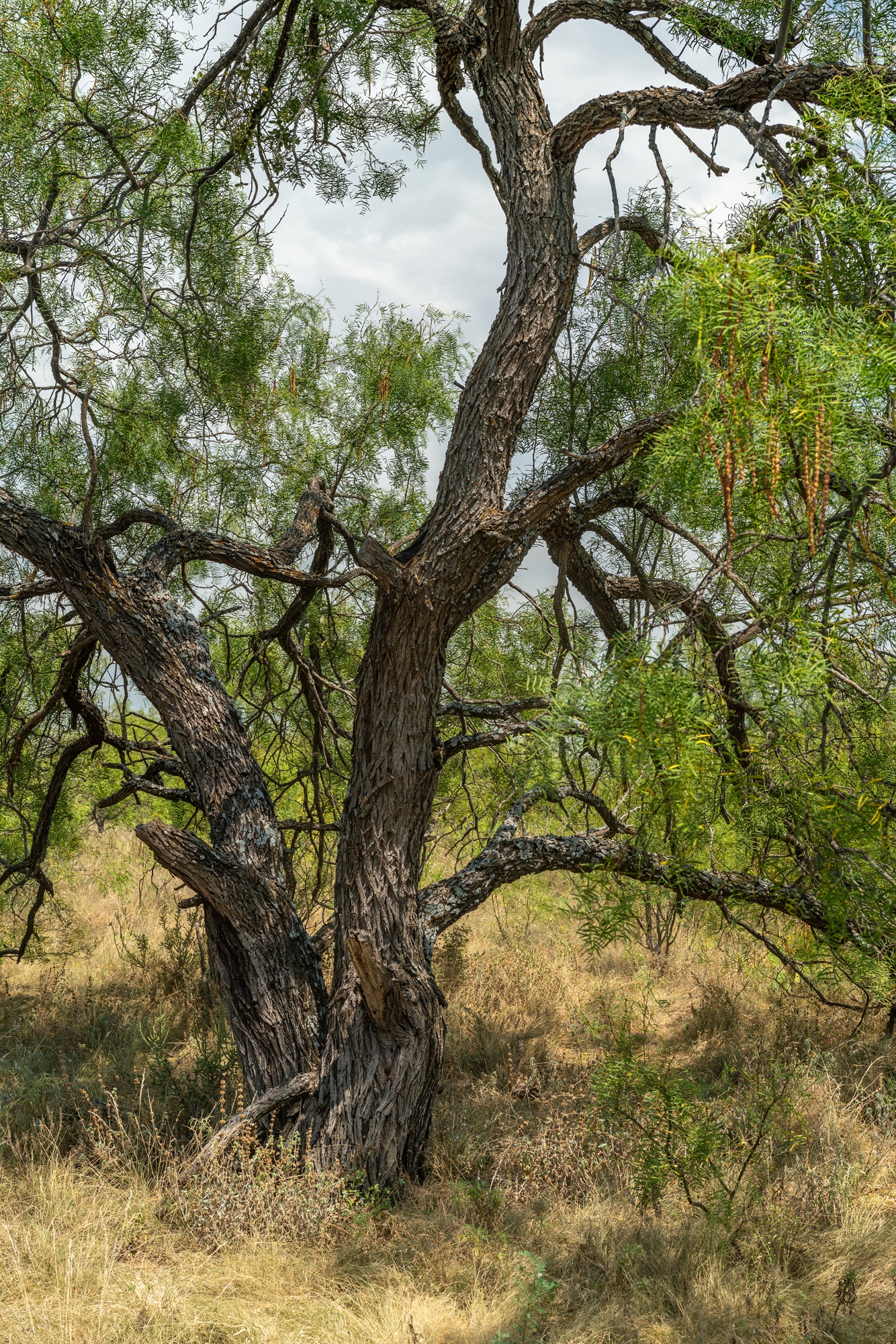 Allison Menard Ranch, photo 12