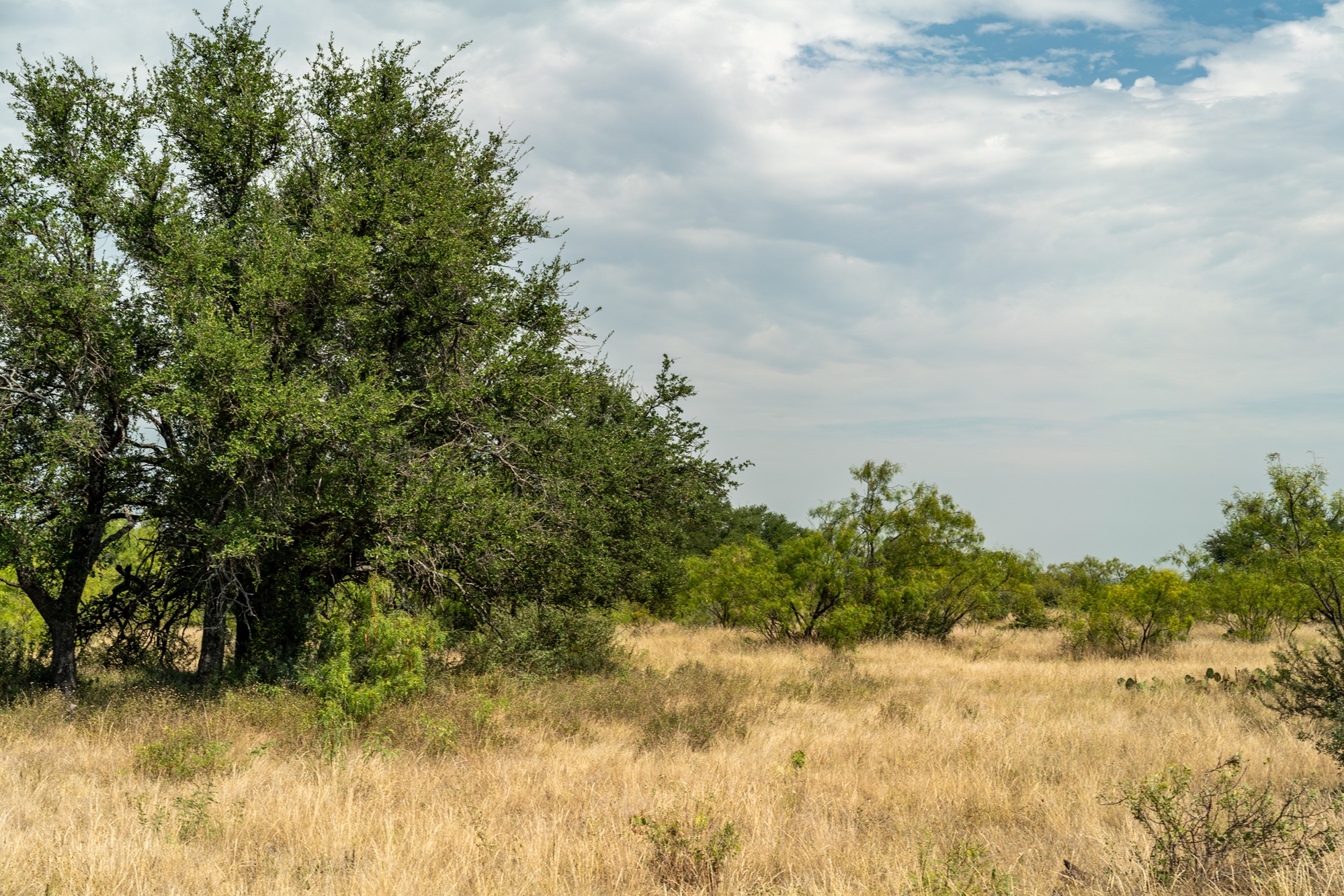 Allison Menard Ranch, photo 2