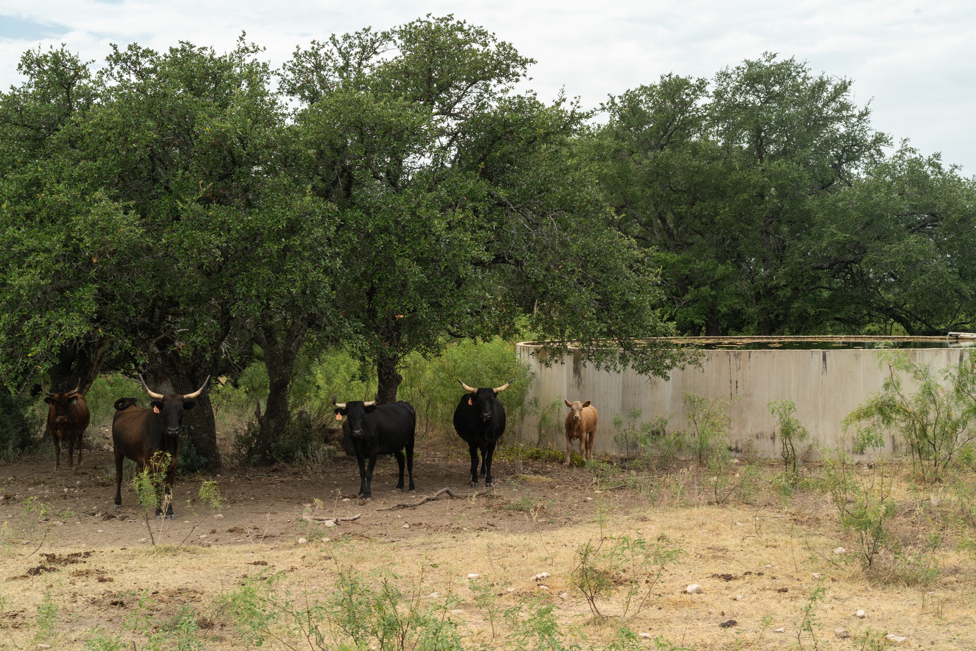Allison Menard Ranch, photo 8